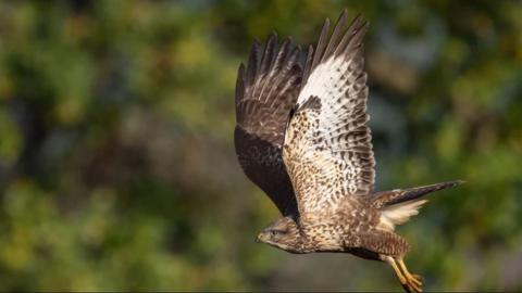 A buzzard in flight photographed against some trees, which are not quite in focus.