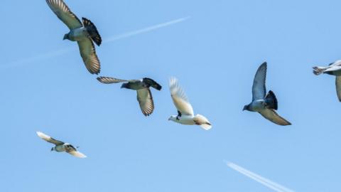 Racing pigeons