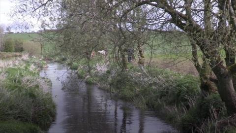 The Aughlish River where the fish kill happened