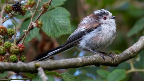 A long tailed fluffy little bird sits on a branch next to some green and red berries.
