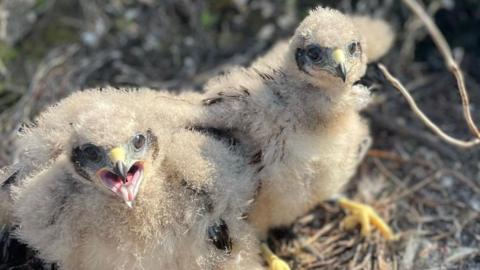 Two Hen Harrier chicks in their nests. They are small cream-coloured birds with dark beaks and yellow claws.