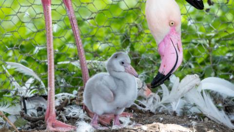 A grey small chick stands by the feet of an older pink flamingo that bends down to it with its curved beak.