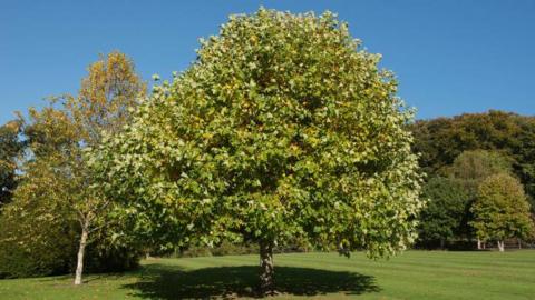 Tulip tree