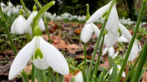 A white snowdrop displays distinctive green markings on the inner petal. There is clump of snowdrops in the foreground and a wide area of the flowers in the background.