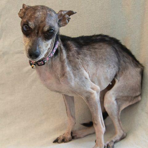 Twiggy, a very thin and nervous-looking chihuahua mix