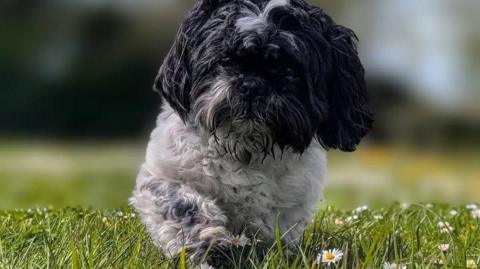 A small black and white coloured dog sits on green grass with a few daisies in the grass.