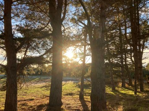 Sun shining through some trees in a green space 