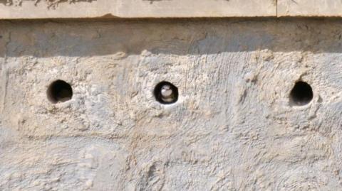 A sand martin inside the artificial nesting bank at Washington Wetland Centre