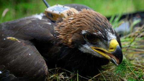 Golden Eagle eaglet