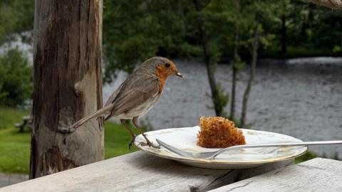 a bird sitting on the edge of a plate which has a fork and a piece of cake on it