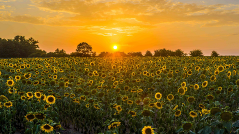 The sun sets over a field of sunflowers. The sky is deep orange and yellow.
