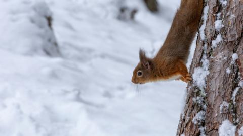 Squirrel on a tree