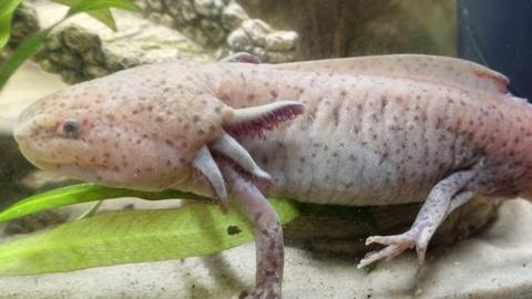 An axolotl in its tank.