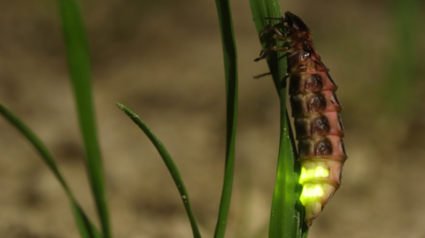 A glow worm on grass