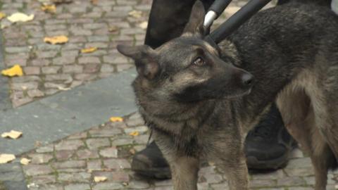 The dog being caught 