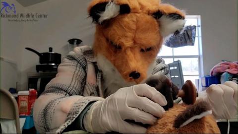 Melissa Stanley, Richmond Wildlife Centre, in fox mask