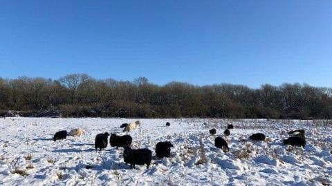 Sheep are grazing in a snow-covered field. The sky is a bright blue with no clouds. Behind the field are trees which have shed their leaves. 