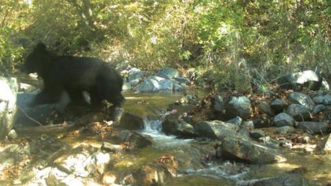 Black Bear in DMZ