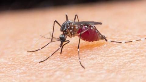 A brown and red mosquito biting skin.