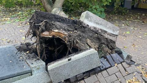 The base of a tree which has toppled over and pulled it's soil and roots out of the ground. The base is surrounded by concrete blocks which have been dislodged. 