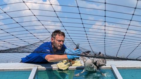 A man attends to a trapped bird on a rooftop. It is stuck underneath a black net and glass roof.