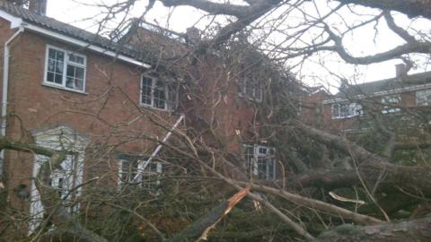 A large tree lies collapsed in front of a house.