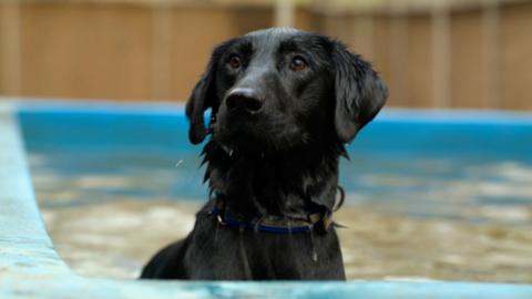 A black labrador dog in a swimming pool