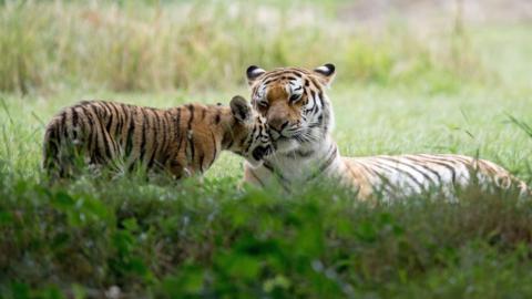 Two tigers at Yorkshire Wildlife Park