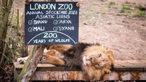 A male lion lays underneath a chalkboard sign which read annual stocktake Asiatic lions.