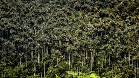 A vie of a hill with Quindio Wax Palms