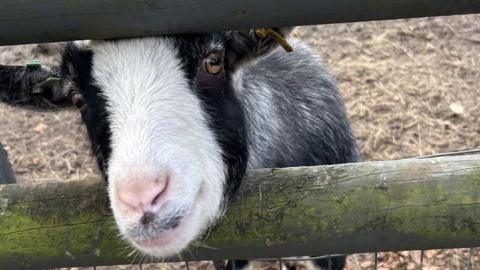 A goat on the farm