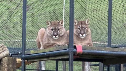 Two mountain lions sitting on top of a plank of wood that is supported by metal scaffolding. Both cats are starring into the camera. 