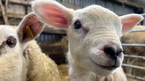 A close-up of a lamb and a sheep in a barn. The lamb is looking at the camera and looks as if it is smiling. Its ears are sticking out.