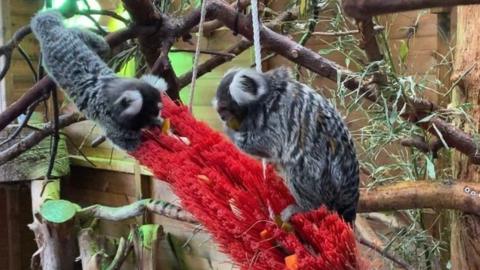The two marmosets