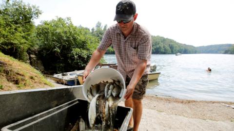 A man pours dead fish pulled from the Rhine into a crate August 2018