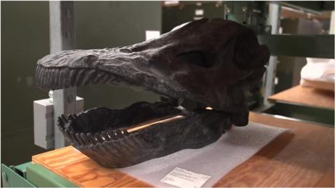 Fossil scull