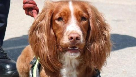 A light brown and white Sprocker Spaniel looking at the camera. She is on a lead.