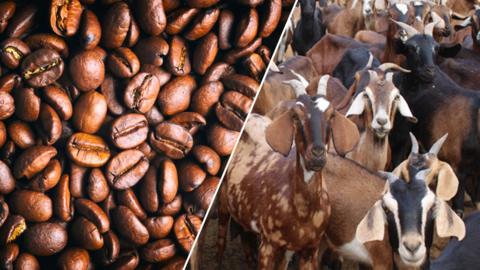 Coffee and goats