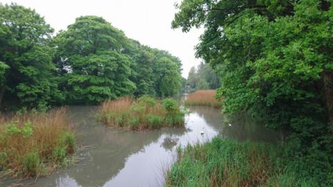 A small pond with groups of weeds and other plants in the water. The pond is surrounded by trees