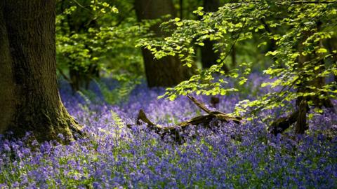 Bluebells covering the floor of a forest