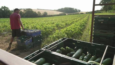 A field of courgette plants in Devon stretches into the background. In the foreground are crates filled with freshly picked green courgettes. Farmer Lloyd Stone stands among more stacked crates of harvested produce. He is wearing long shorts and a red short sleeved polo shirt and is looking to his right.