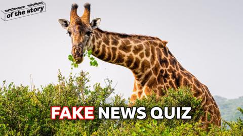 Giraffe for FNOTM