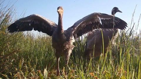 A crane chick is spreading its wings while standing in high grass. Its mother is standing behind it.