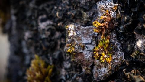 A close up of green and brown coloured moss on the grey bark of a mature aspen.