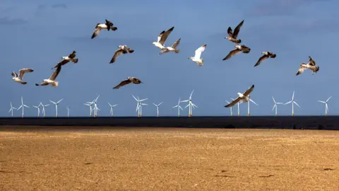 Birds flying in front of wind turbines
