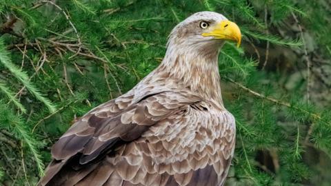 Eagle