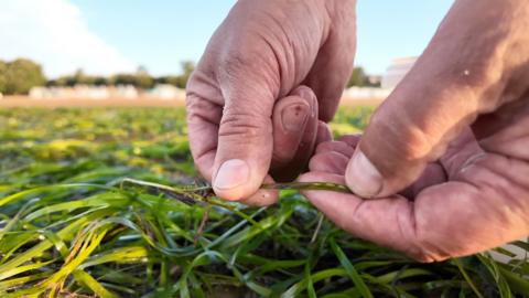 A pair of hands holds a shoot which contains three pale seeds in contrast to the dark green of the seagrass.