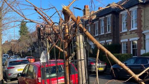 Tree snapped on a residential street with red car in the foreground