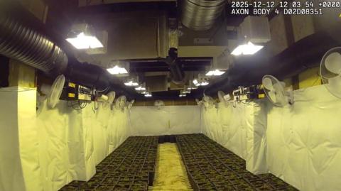 A police photo of cannabis plants in baskets on the floor surrounded by white sheets