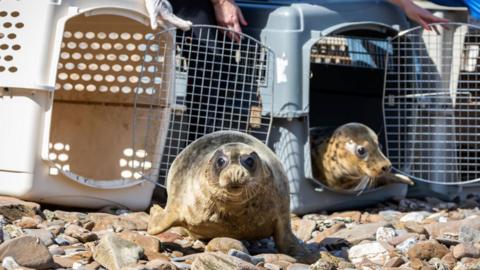A seal rests on a stony beach with cages behind it.